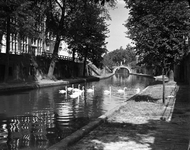 821092 Afbeelding van zwanen in de Oudegracht te Utrecht, met op de achtergrond de Zandbrug.